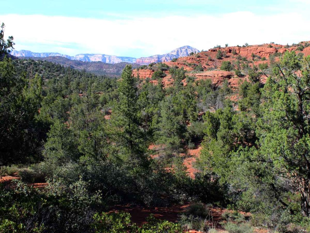 Landscape, Sedona, Arizona, Pine Trees, Baldwin Hiking Loop Trail, Red Butte, Wilson Mountain